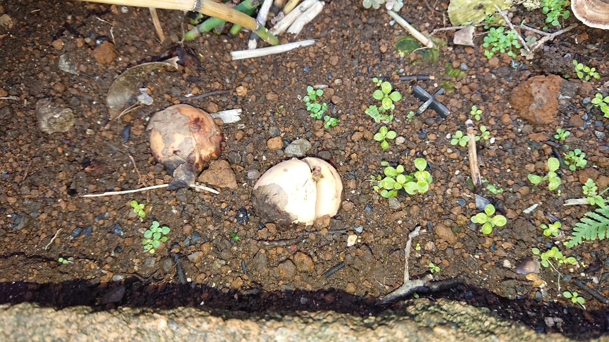 f:id:opensourcetech:20191011071200j:plain