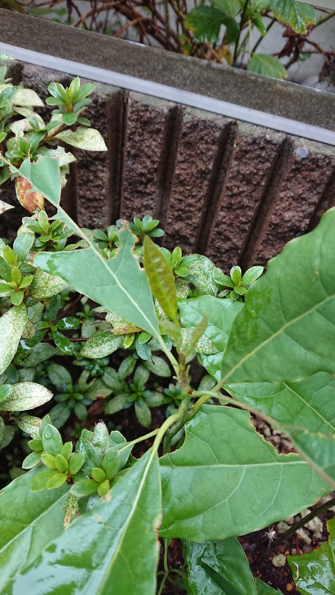 f:id:opensourcetech:20191018071008j:plain