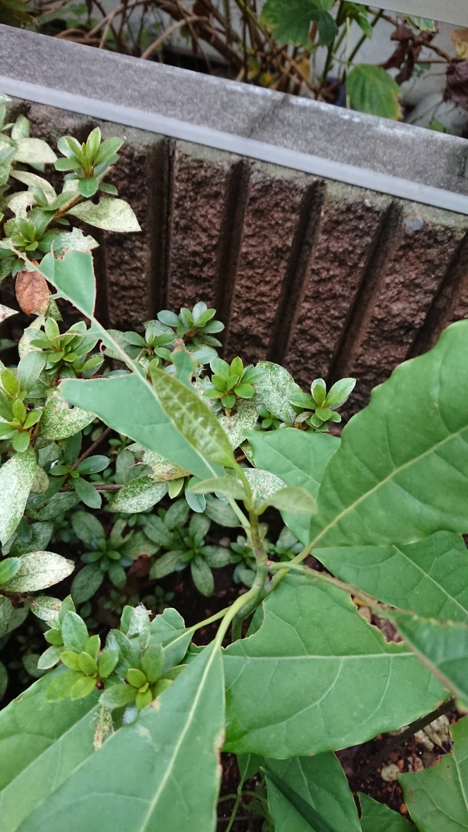f:id:opensourcetech:20191019155050j:plain
