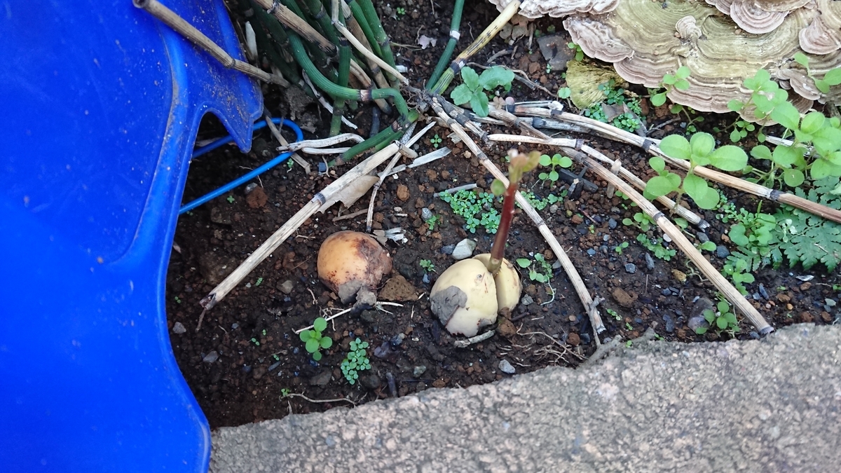 f:id:opensourcetech:20191107071029j:plain