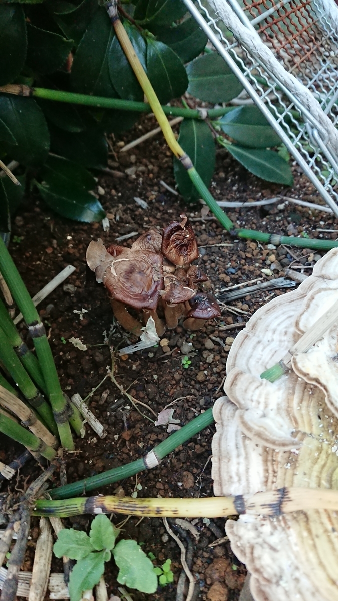 f:id:opensourcetech:20191107071033j:plain