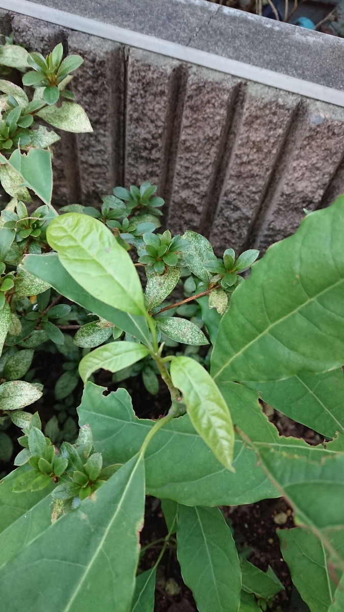 f:id:opensourcetech:20191107071055j:plain