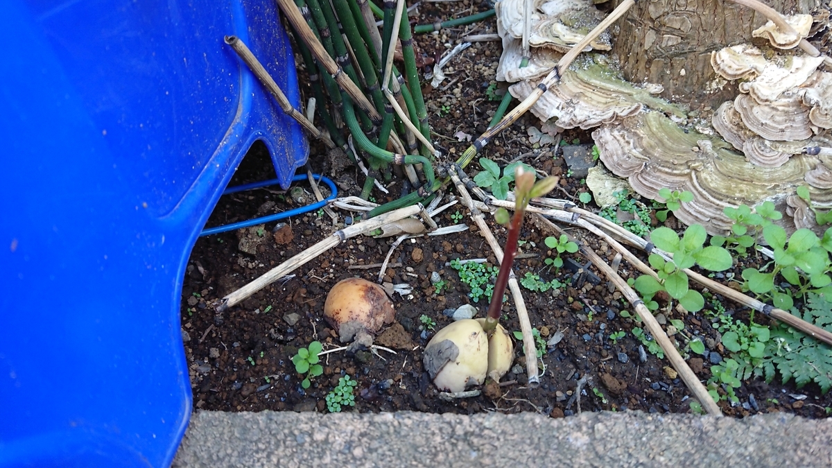 f:id:opensourcetech:20191109130255j:plain