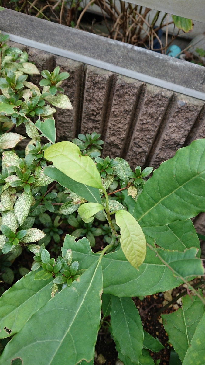 f:id:opensourcetech:20191113084622j:plain