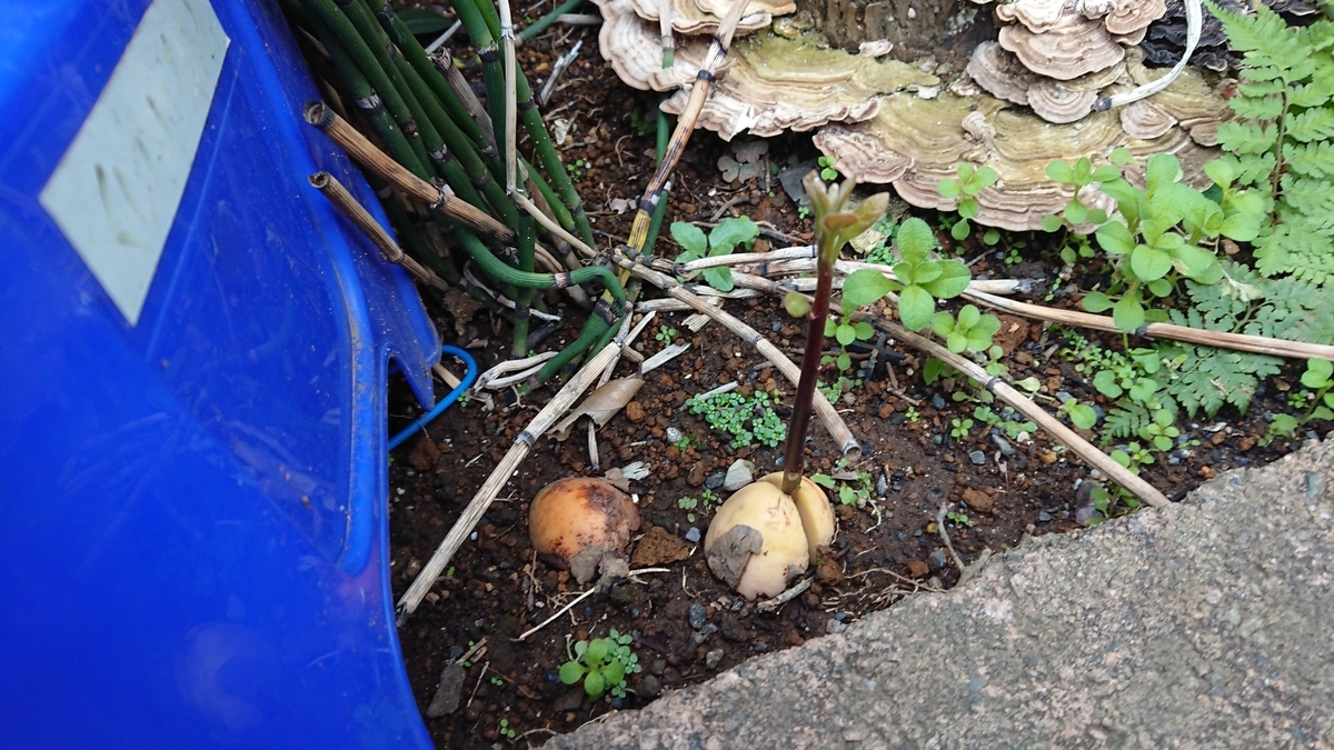 f:id:opensourcetech:20191113084640j:plain