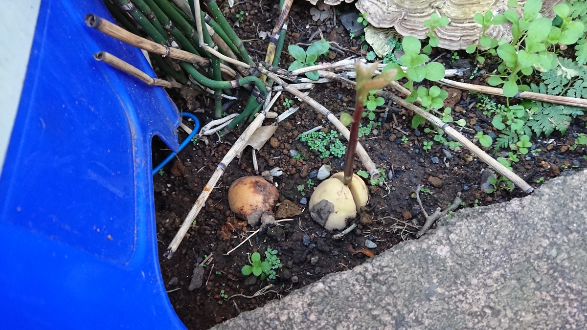f:id:opensourcetech:20191114075246j:plain