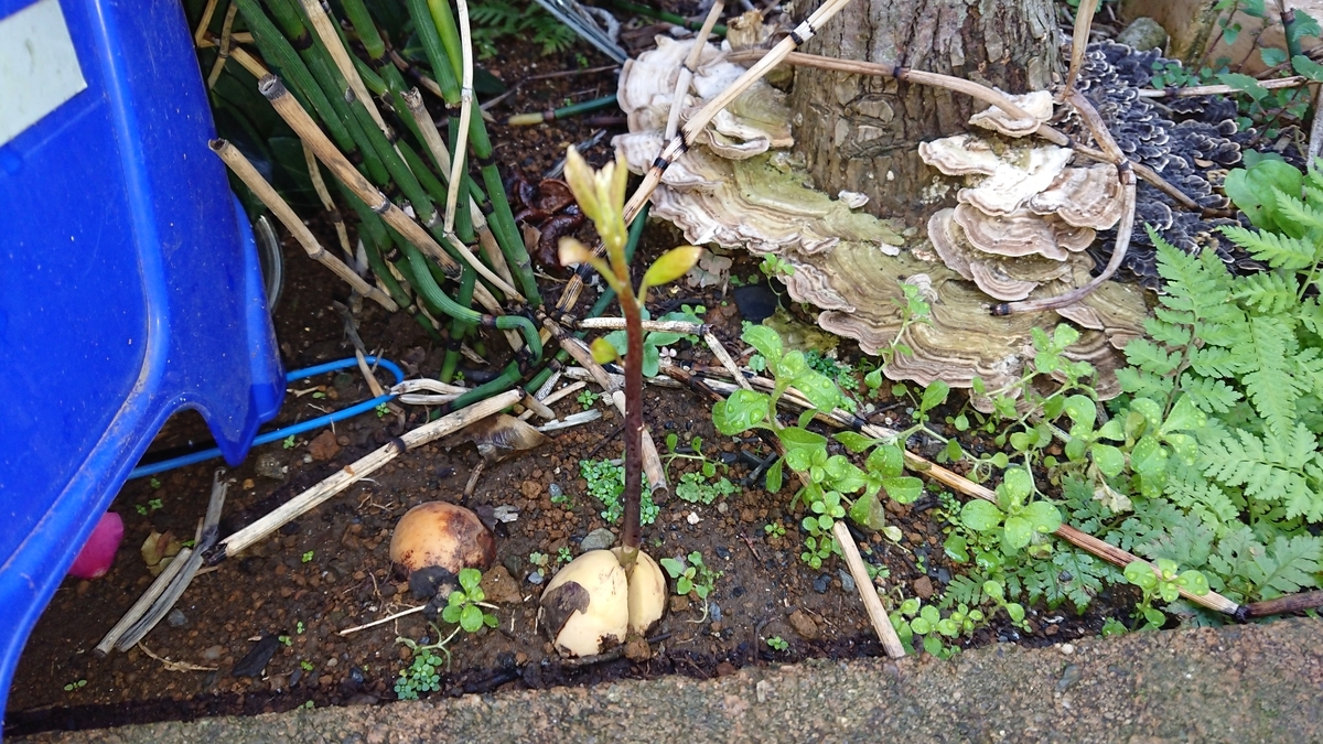 f:id:opensourcetech:20191119073347j:plain