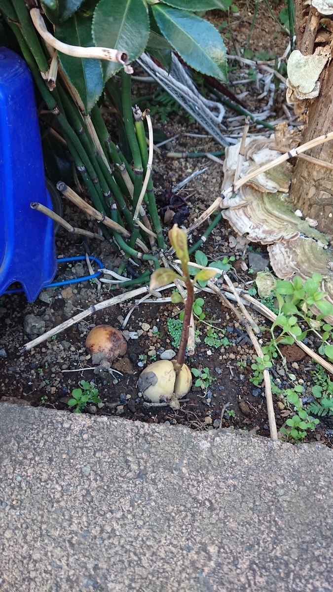 f:id:opensourcetech:20191121073003j:plain