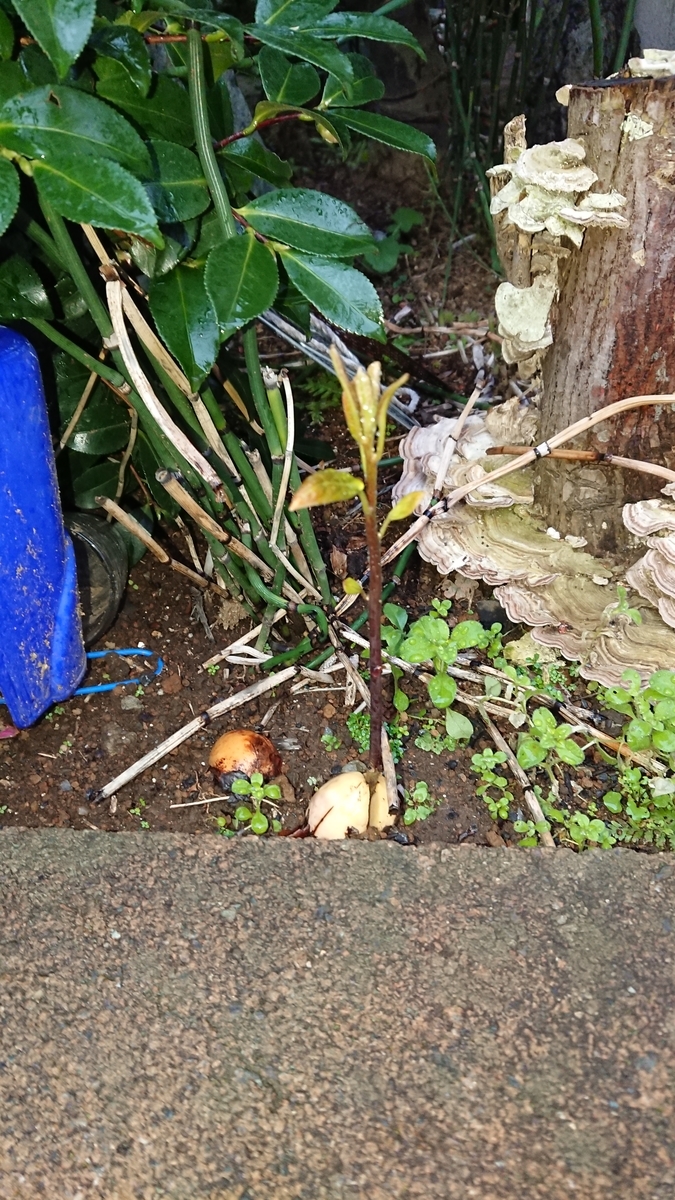 f:id:opensourcetech:20191202072638j:plain