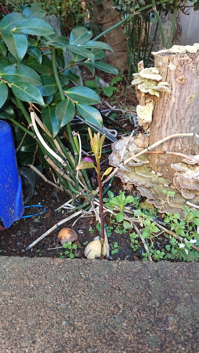 f:id:opensourcetech:20191203072453j:plain