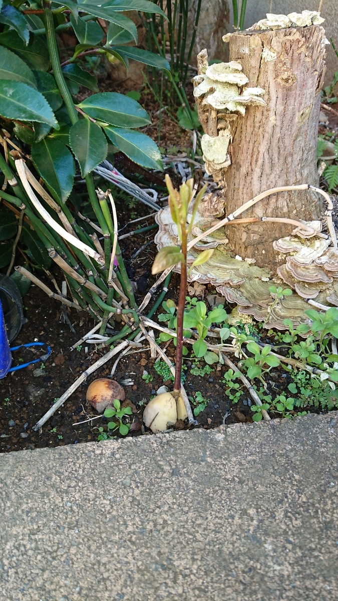 f:id:opensourcetech:20191204073616j:plain