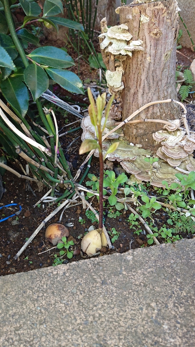 f:id:opensourcetech:20191205073239j:plain