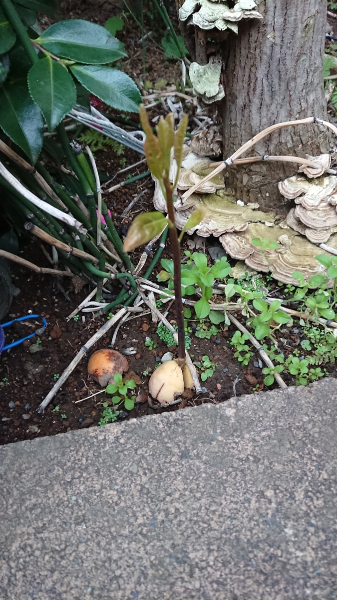 f:id:opensourcetech:20191206072613j:plain