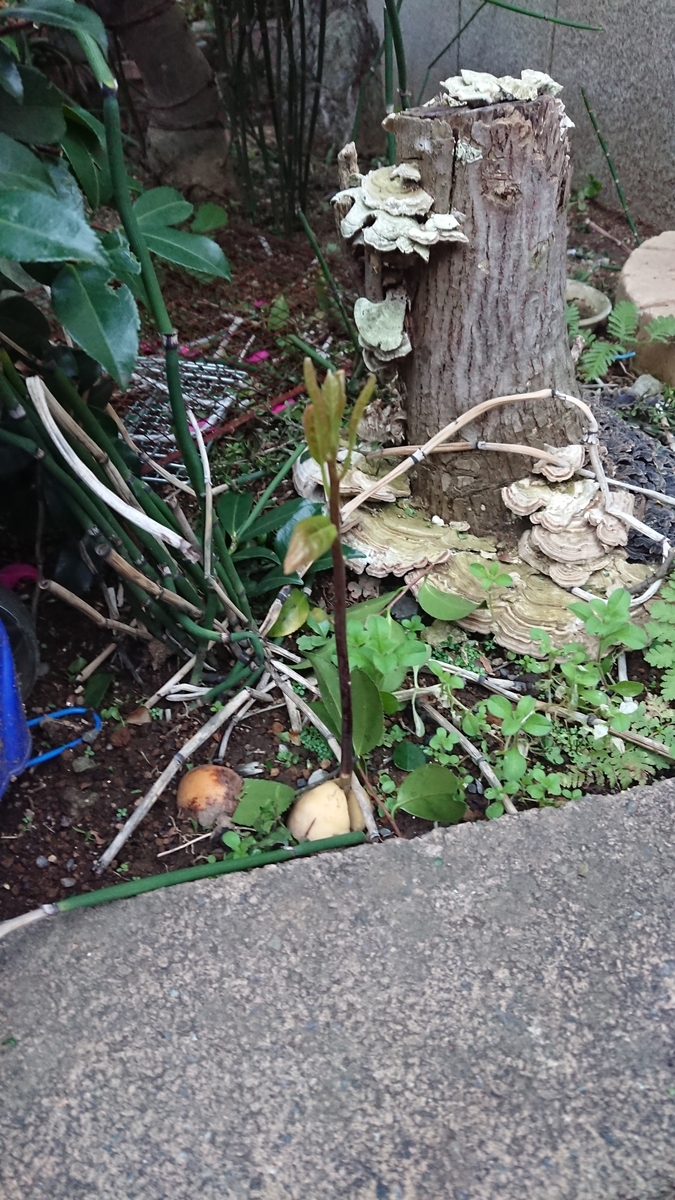 f:id:opensourcetech:20191209072631j:plain