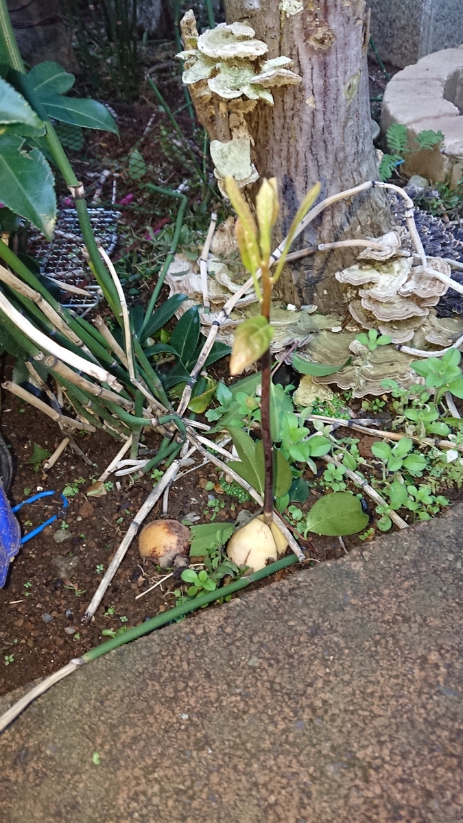 f:id:opensourcetech:20191211072359j:plain