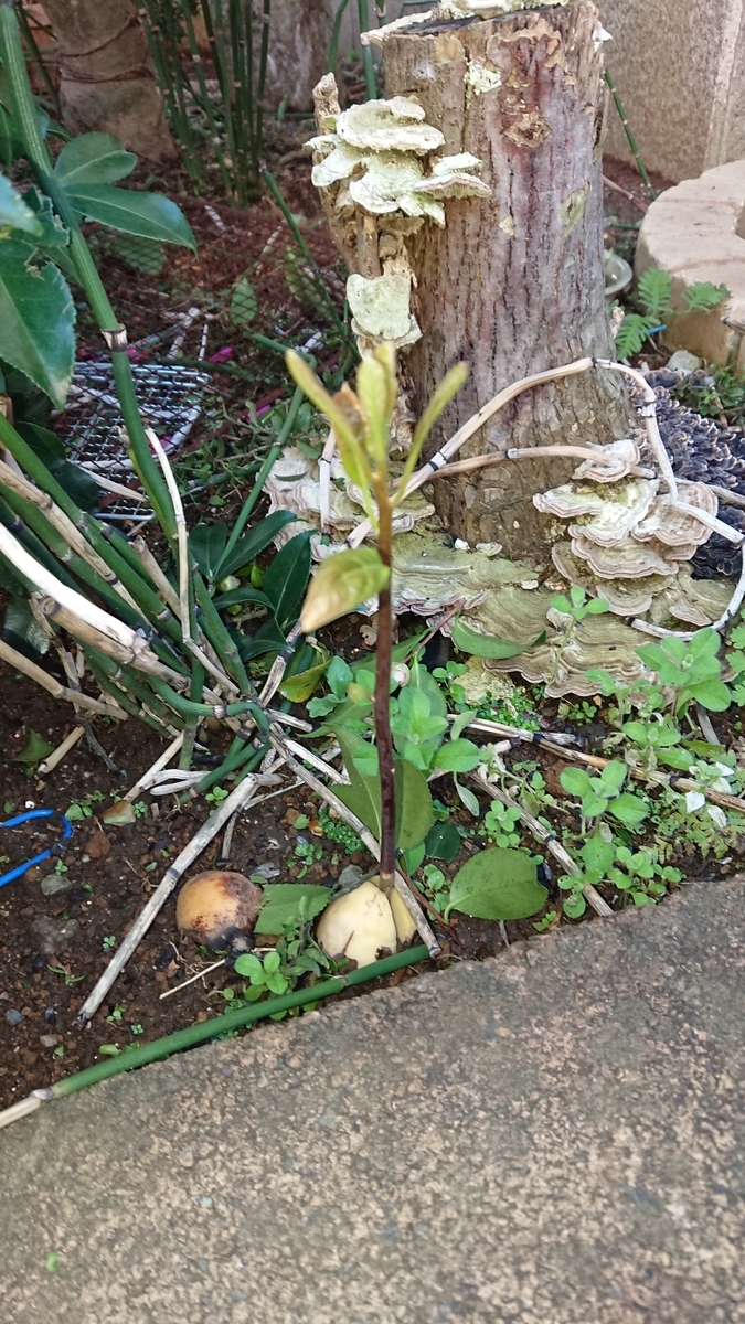 f:id:opensourcetech:20191212072543j:plain
