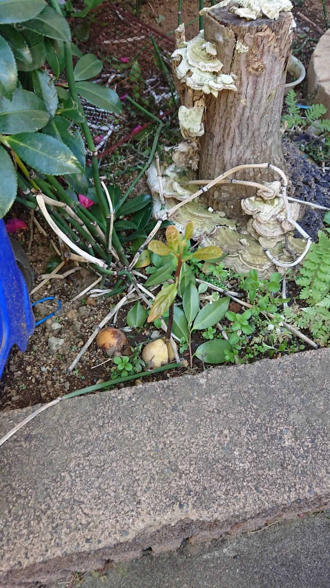 f:id:opensourcetech:20191215135904j:plain