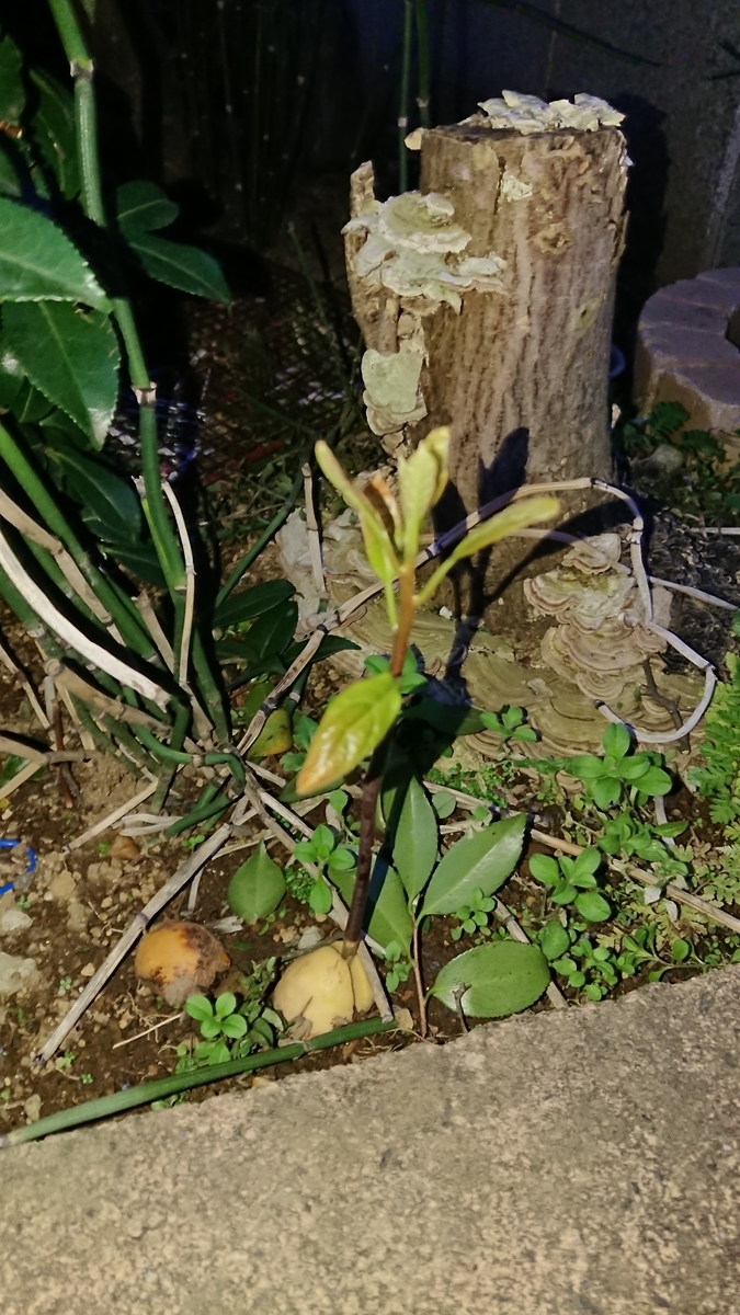 f:id:opensourcetech:20191216063453j:plain