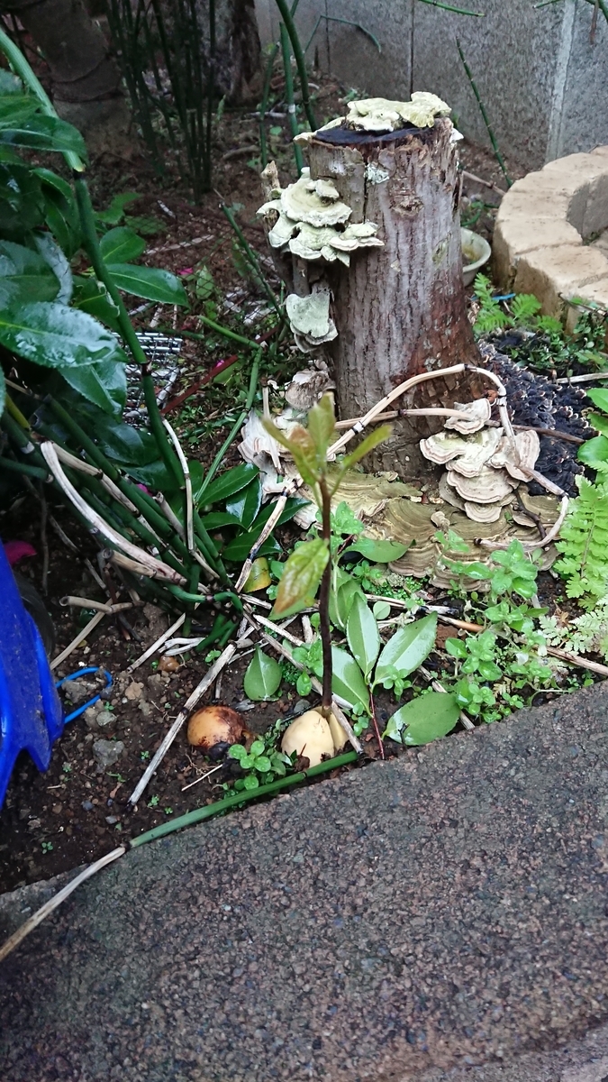 f:id:opensourcetech:20191217071346j:plain