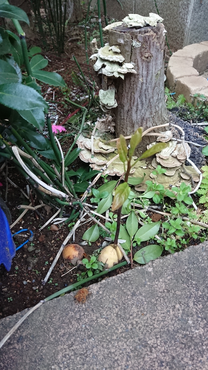 f:id:opensourcetech:20191219072241j:plain