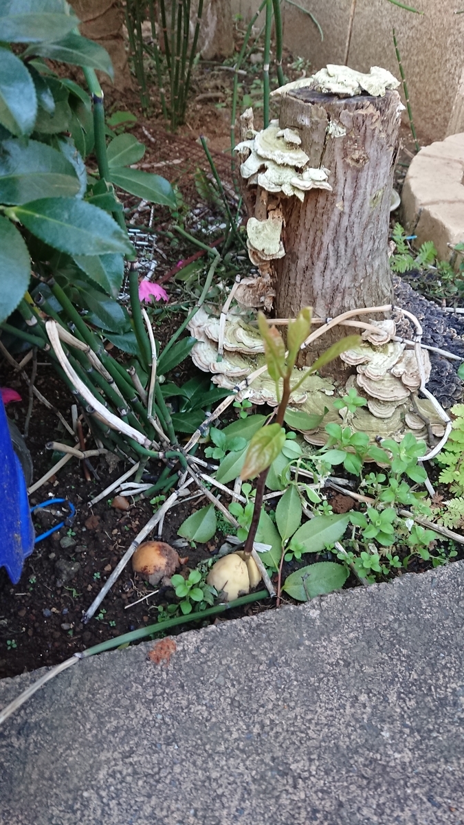 f:id:opensourcetech:20191220072742j:plain