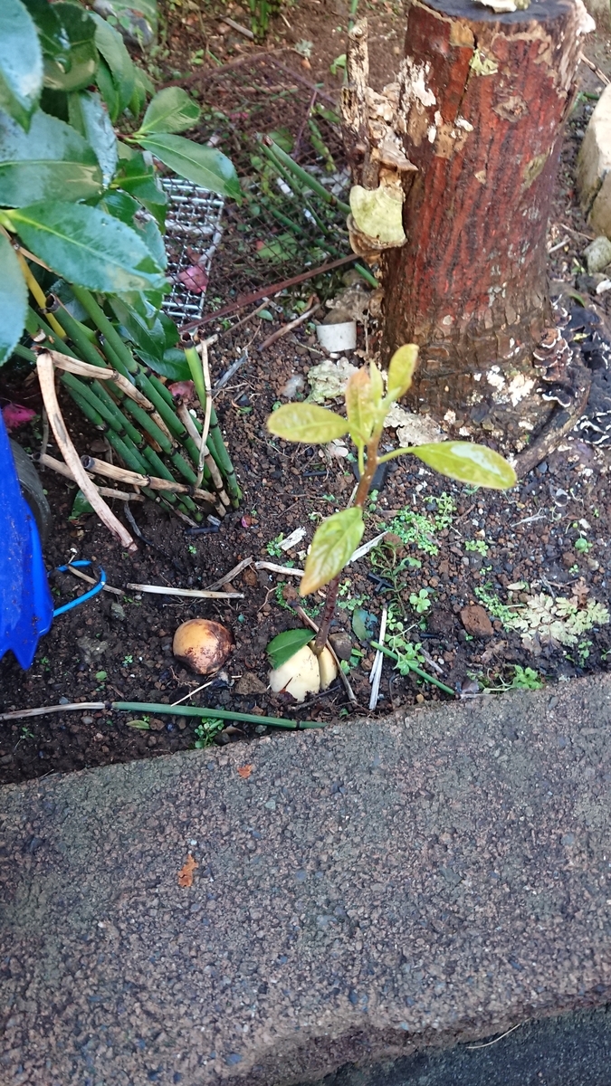 f:id:opensourcetech:20191223081503j:plain
