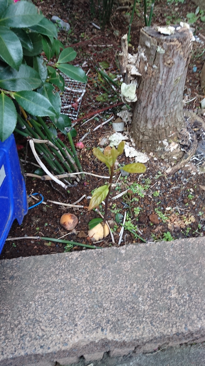 f:id:opensourcetech:20191226080738j:plain