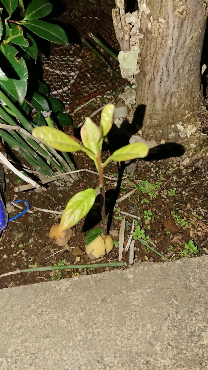 f:id:opensourcetech:20191228031332j:plain