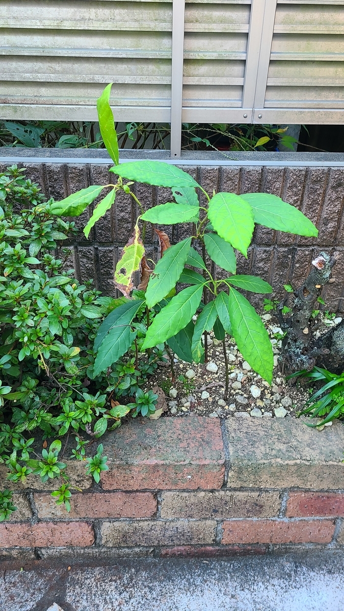 f:id:opensourcetech:20201102064300j:plain