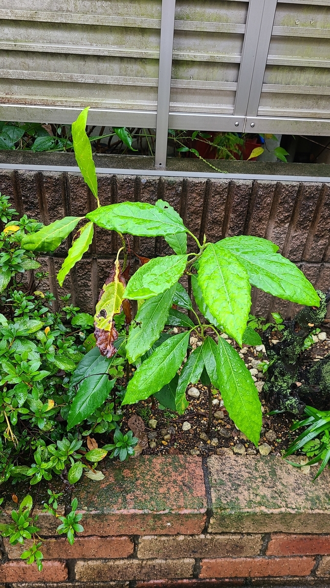 f:id:opensourcetech:20201103072604j:plain