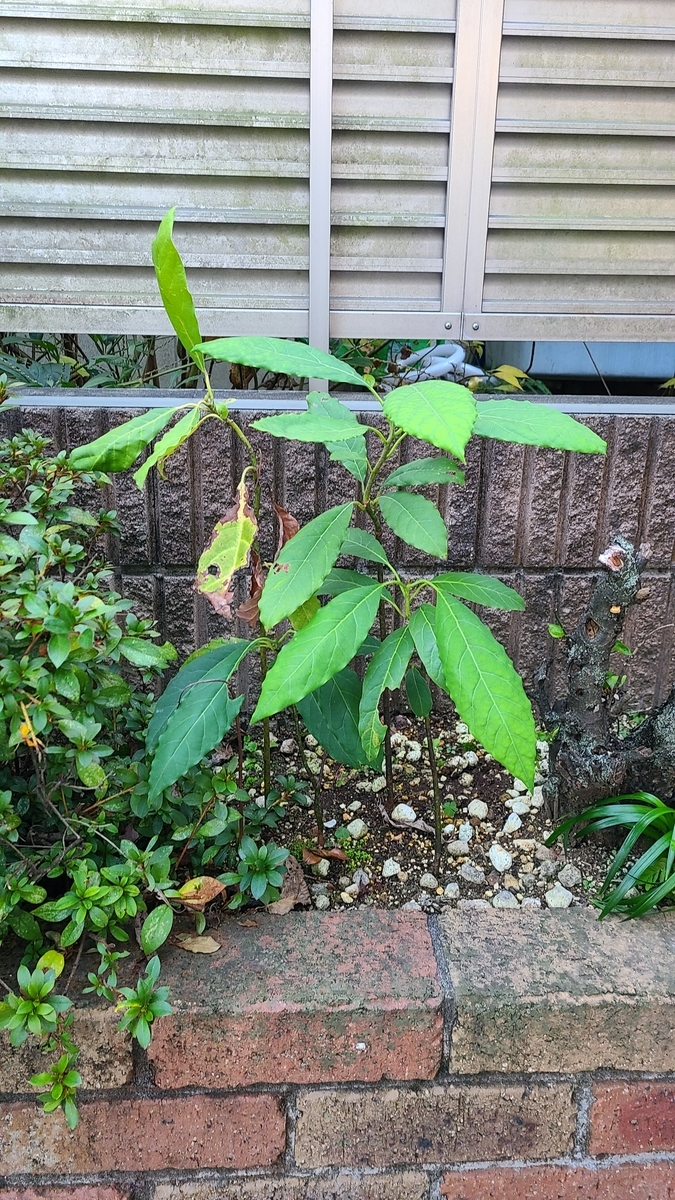 f:id:opensourcetech:20201117064704j:plain