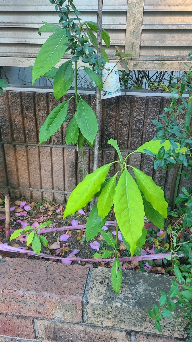 f:id:opensourcetech:20201216071629j:plain