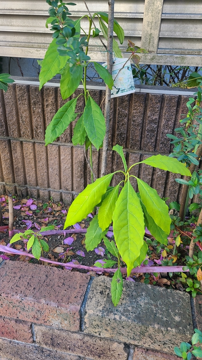 f:id:opensourcetech:20201220132510j:plain