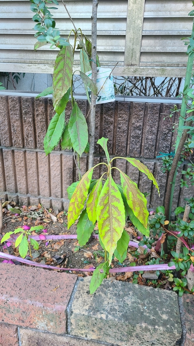 f:id:opensourcetech:20210114071837j:plain