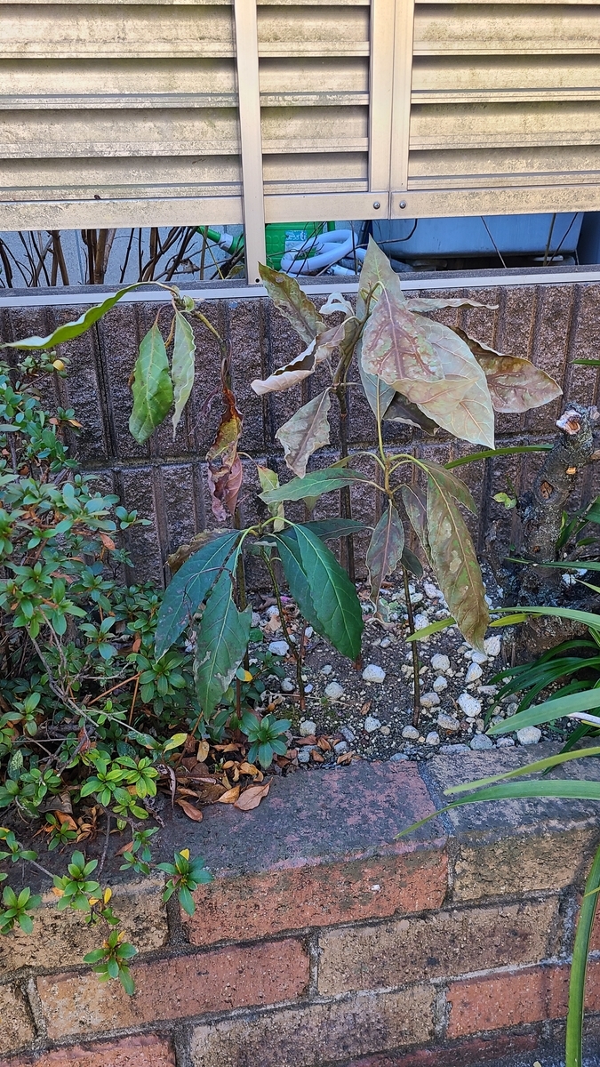 f:id:opensourcetech:20210120084124j:plain