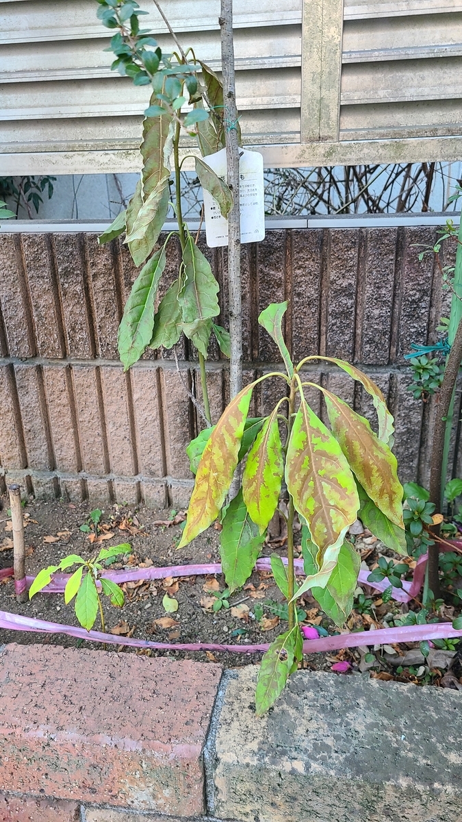 f:id:opensourcetech:20210121072633j:plain