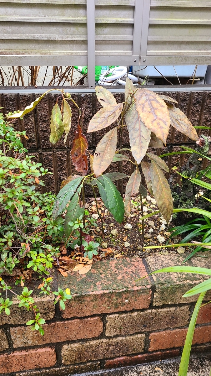 f:id:opensourcetech:20210124162401j:plain