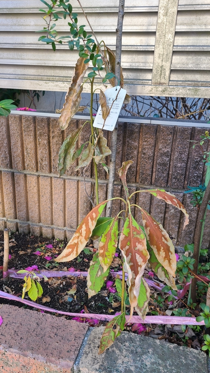 f:id:opensourcetech:20210207093956j:plain