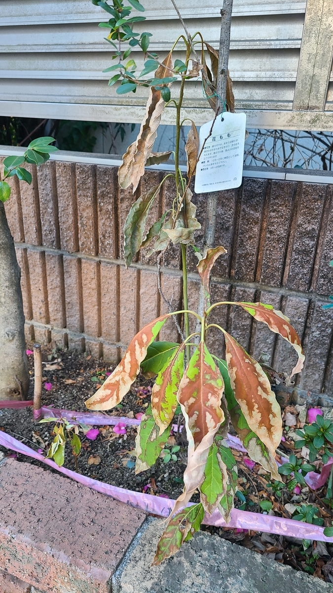 f:id:opensourcetech:20210210072052j:plain