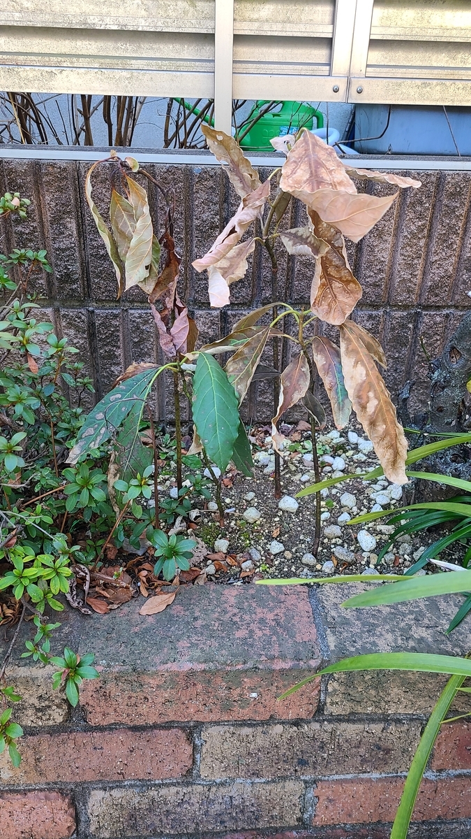 f:id:opensourcetech:20210211090548j:plain