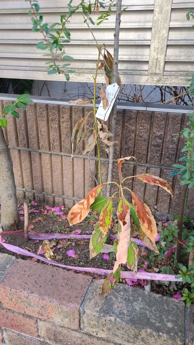 f:id:opensourcetech:20210227101211j:plain
