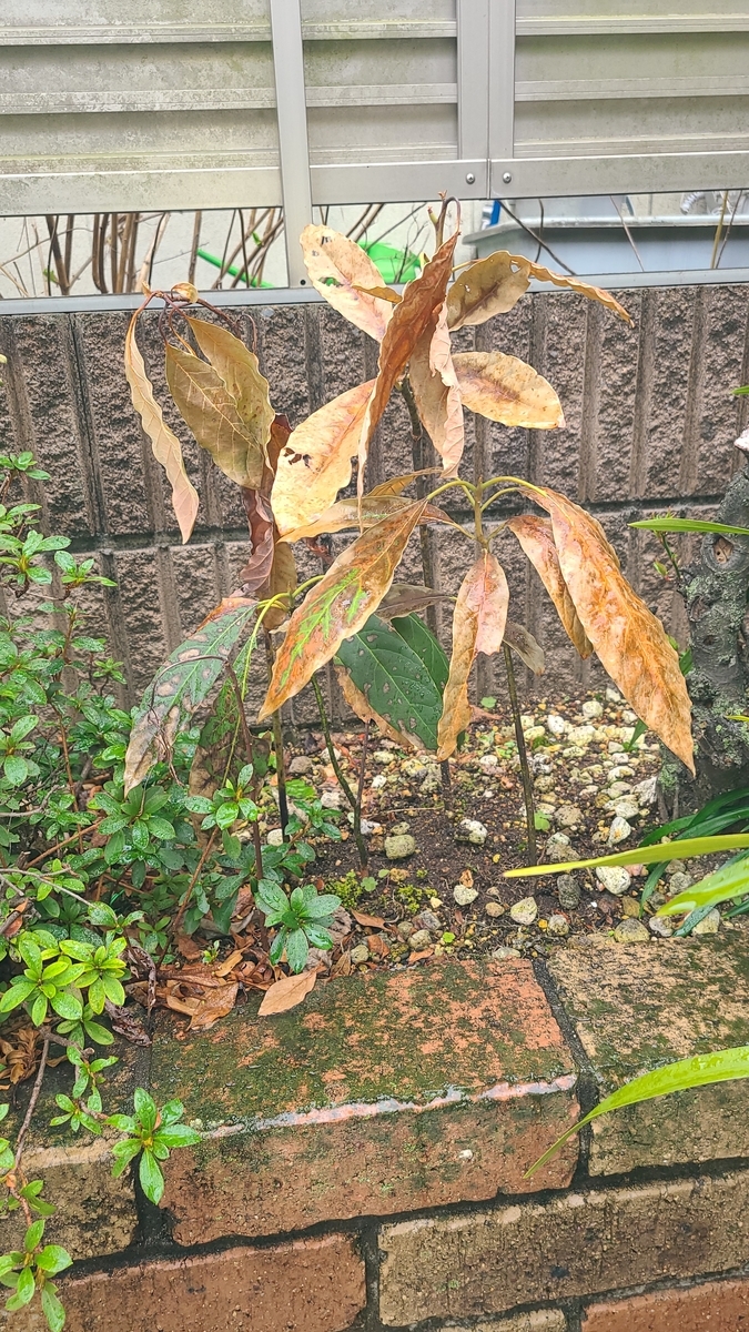 f:id:opensourcetech:20210302094059j:plain