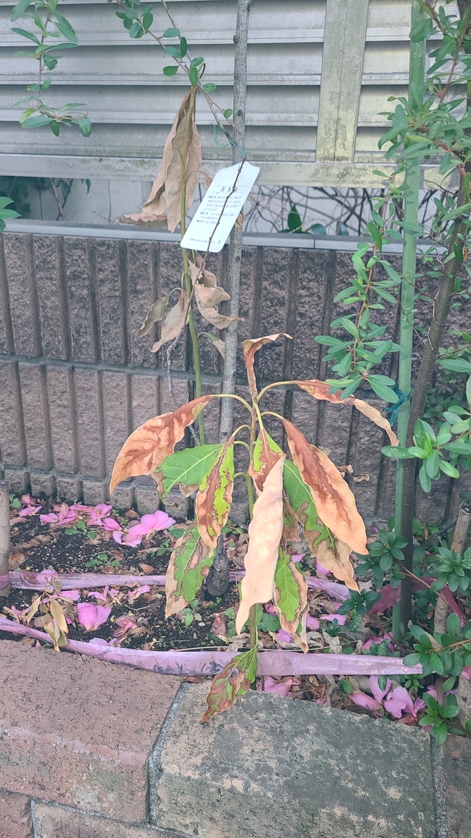f:id:opensourcetech:20210304170106j:plain