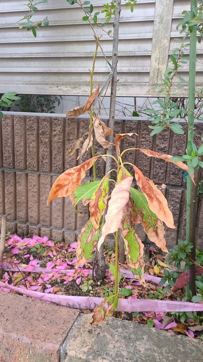 f:id:opensourcetech:20210312071737j:plain