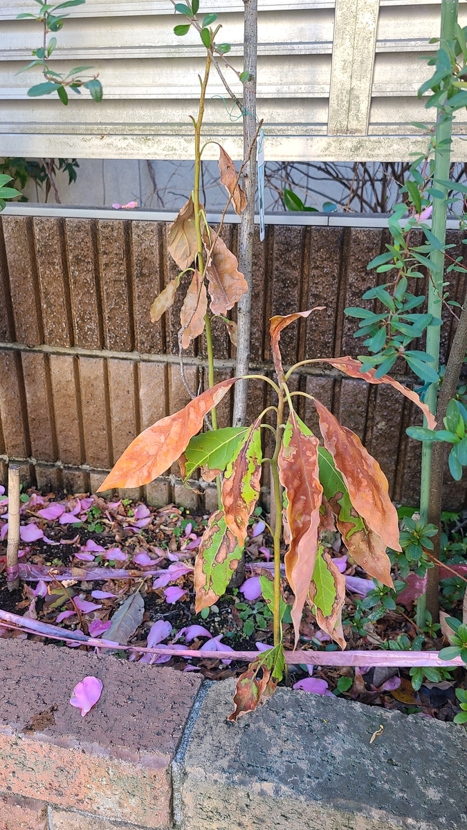 f:id:opensourcetech:20210314081955j:plain