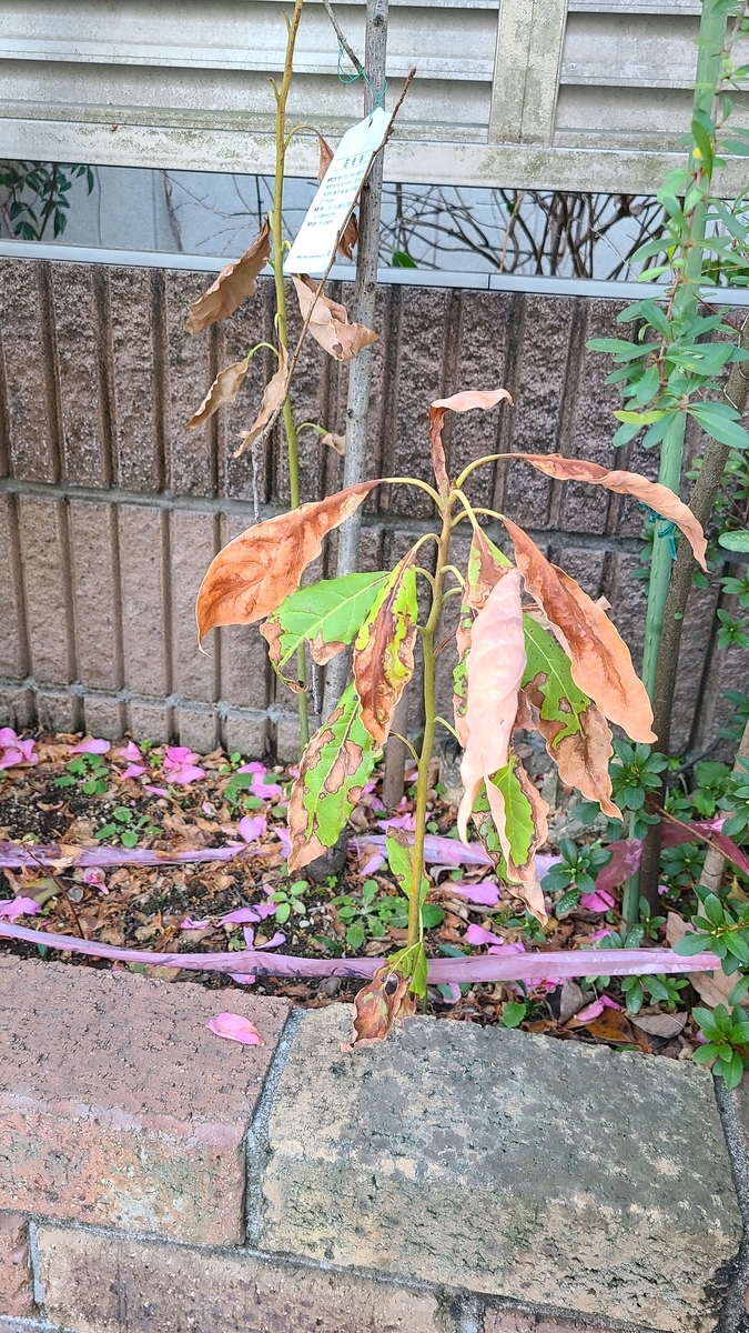 f:id:opensourcetech:20210317063710j:plain