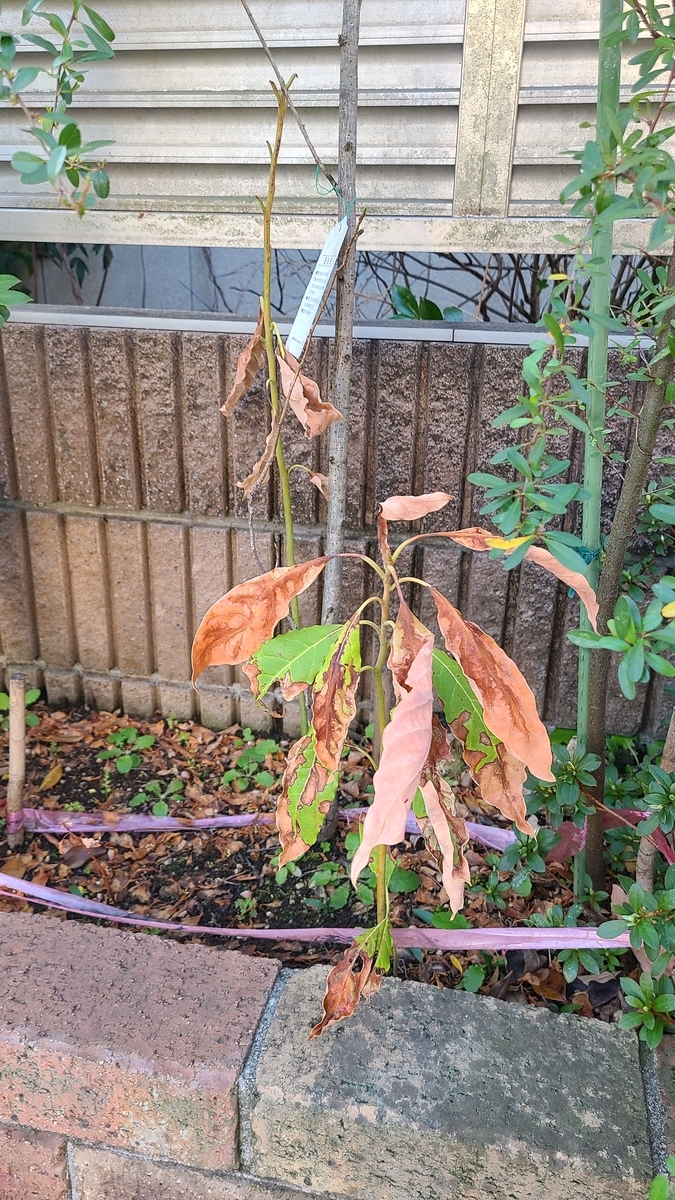 f:id:opensourcetech:20210324071541j:plain