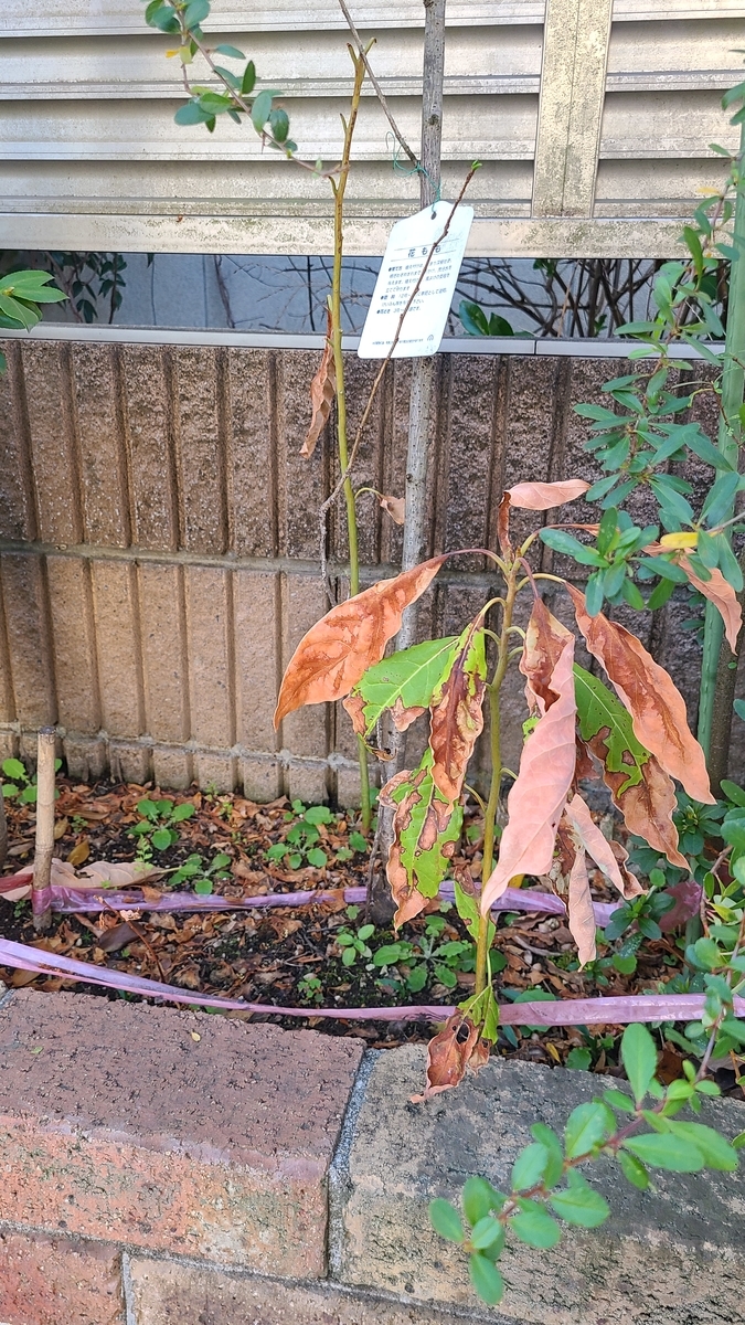f:id:opensourcetech:20210326072113j:plain