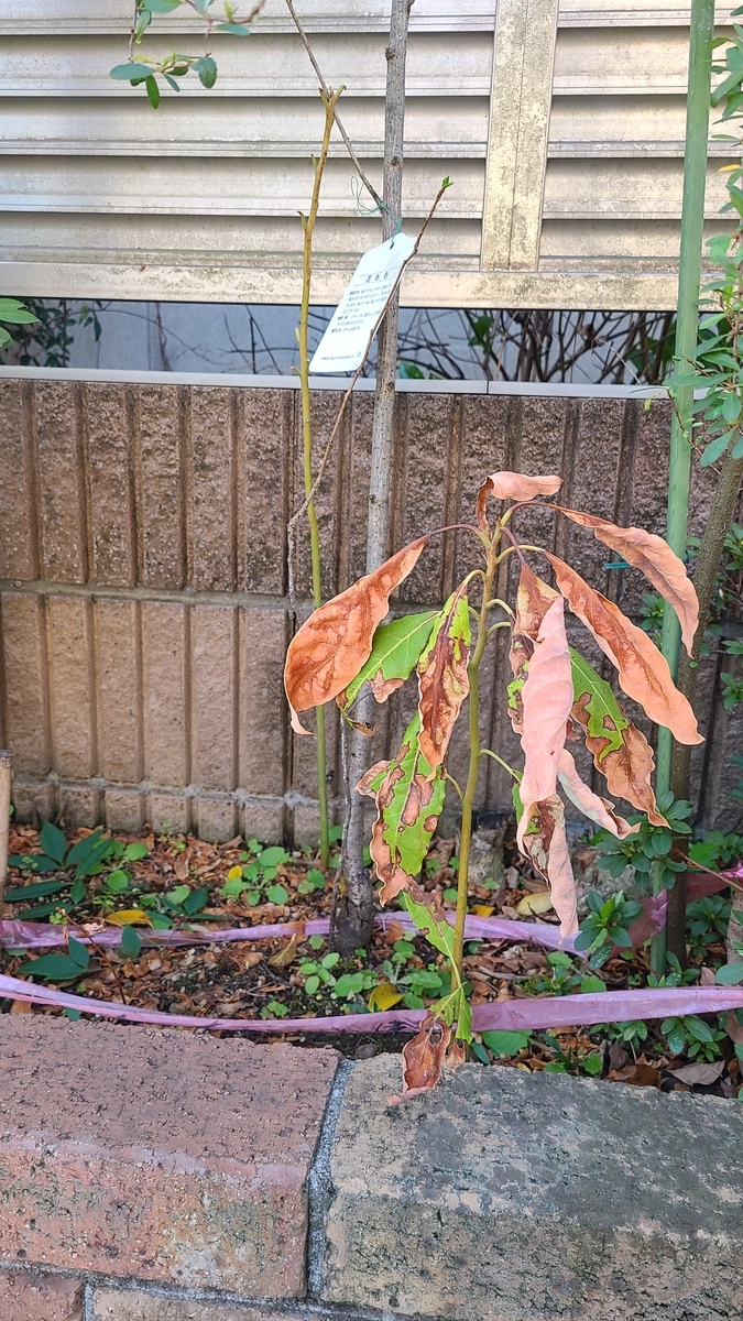f:id:opensourcetech:20210327072523j:plain