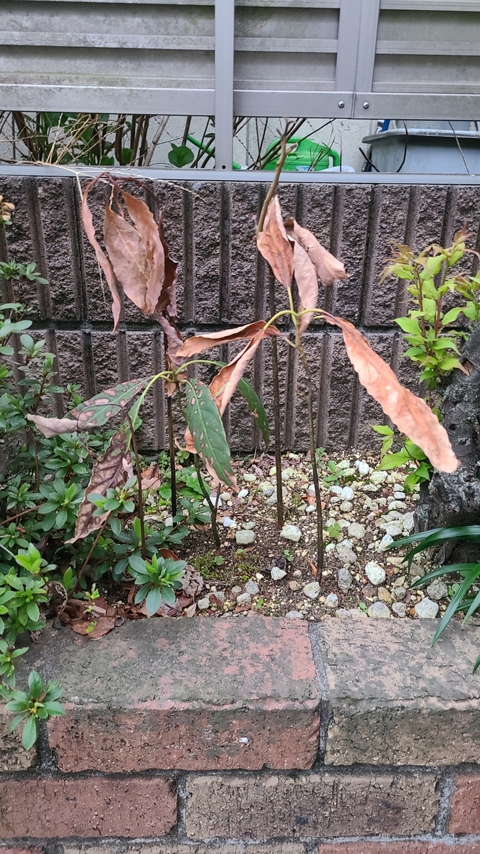 f:id:opensourcetech:20210328054626j:plain